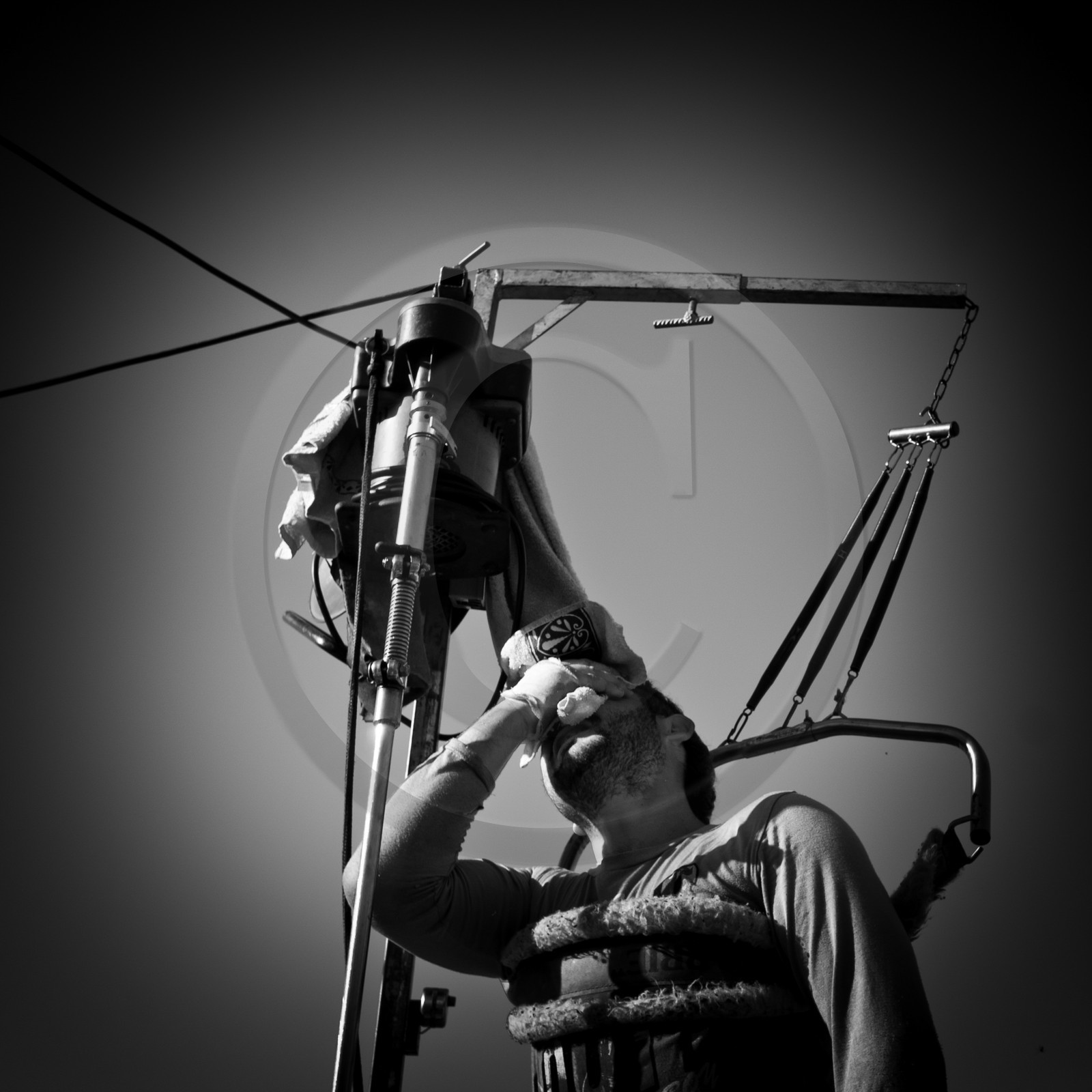 La tonte des moutons