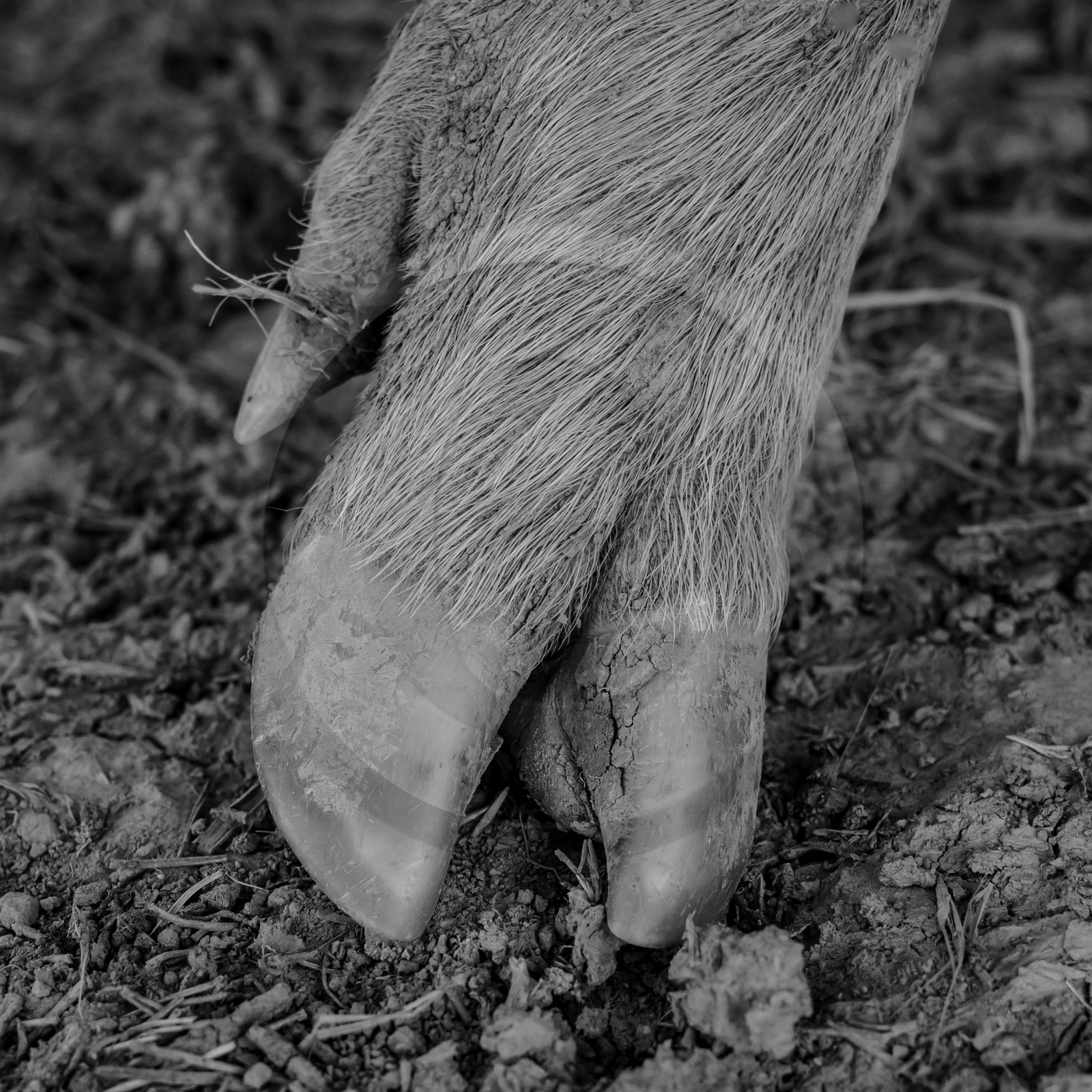 Elevage biologique de cochons en plein air