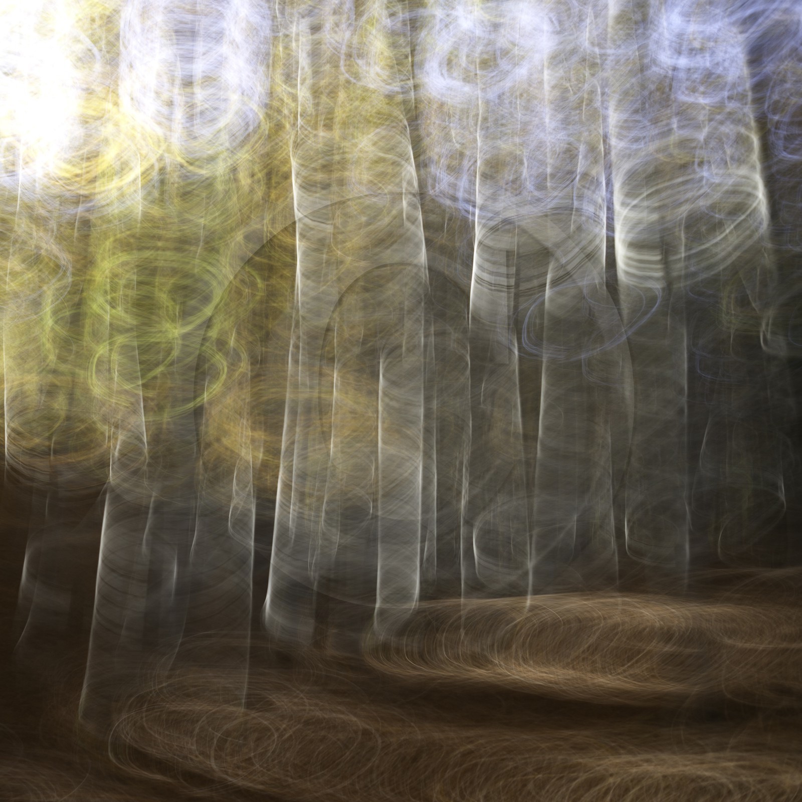 Le Pays des Arbres Flous