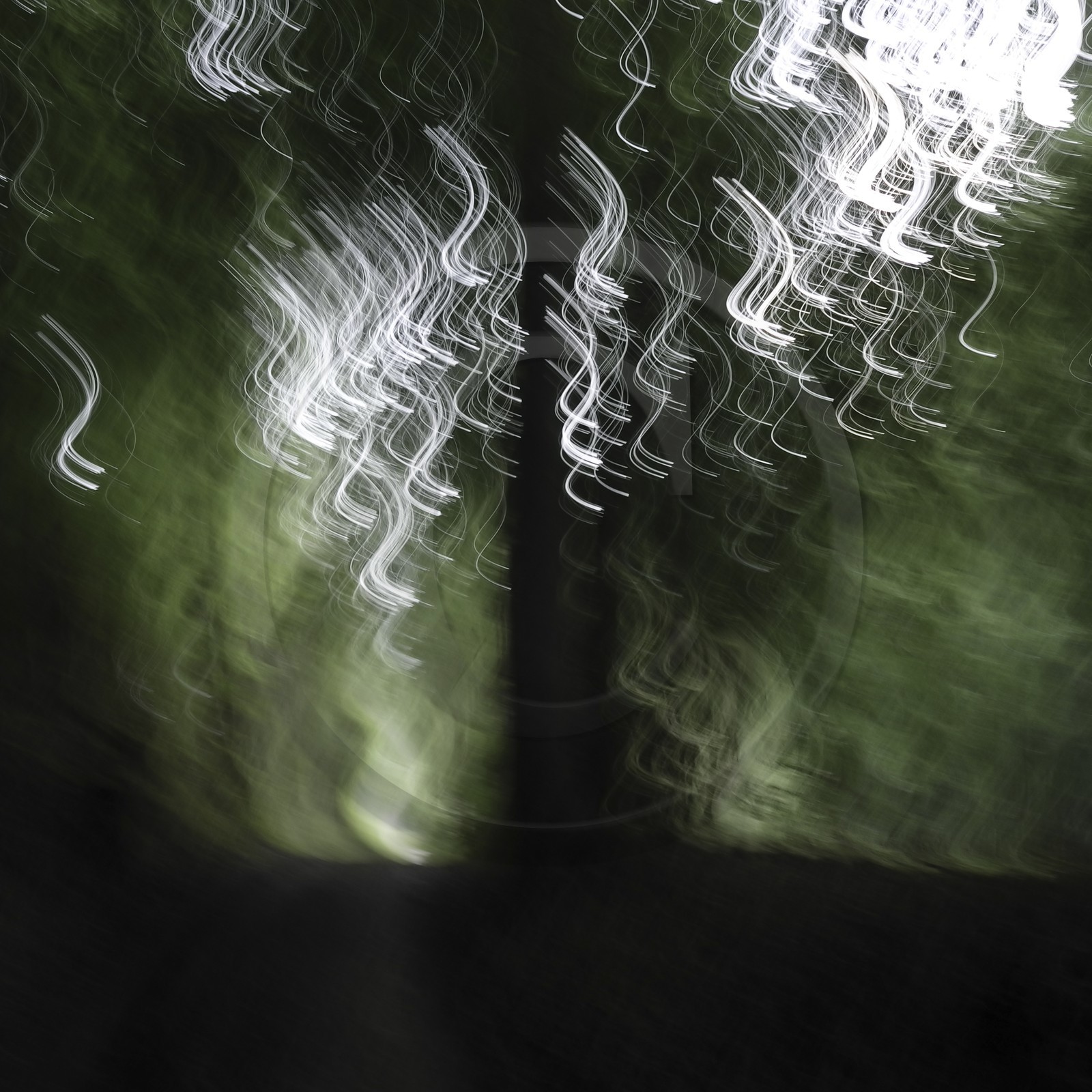 Le Pays des Arbres Flous