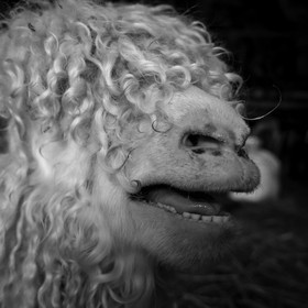 Le mohair arc en ciel