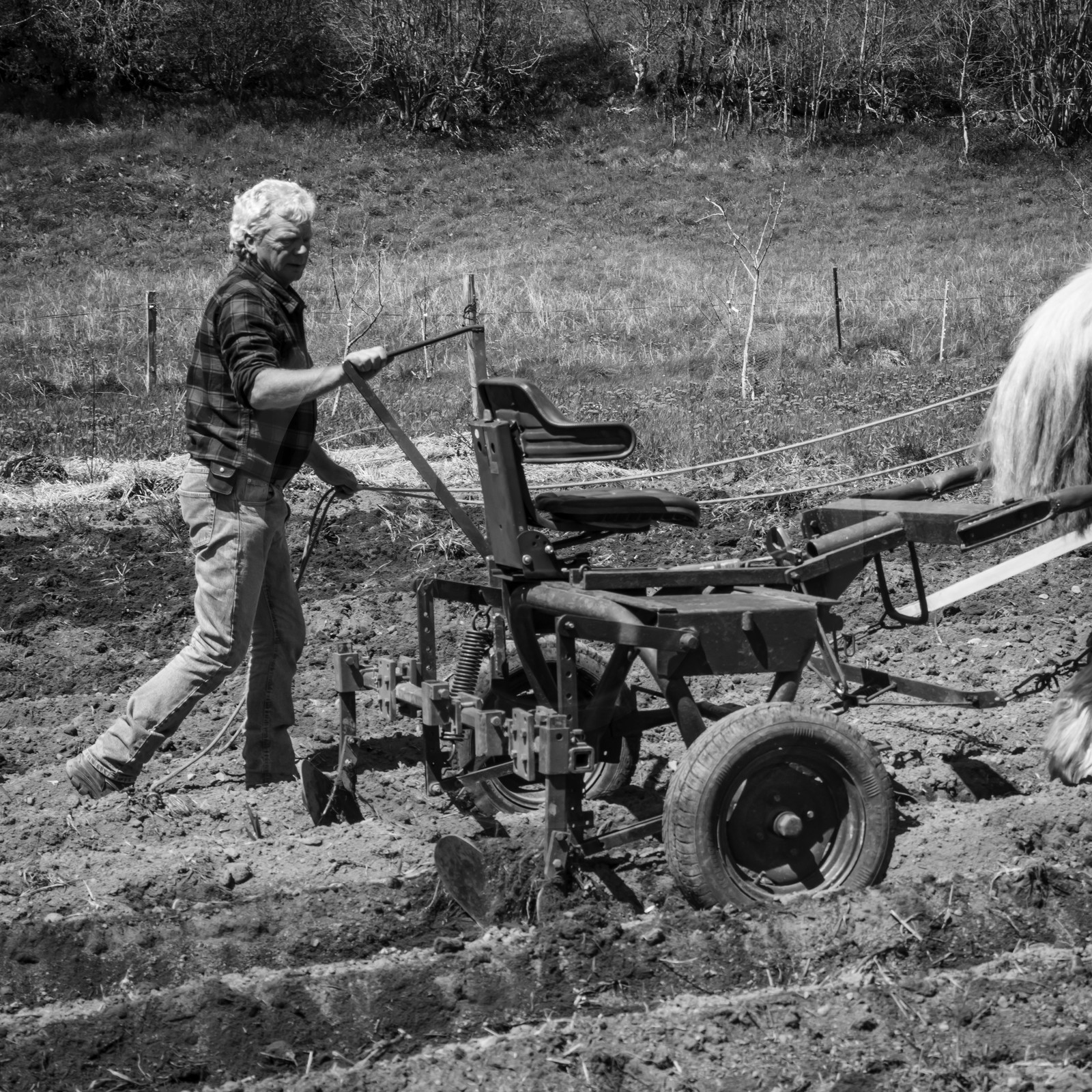 Labour avec un cheval