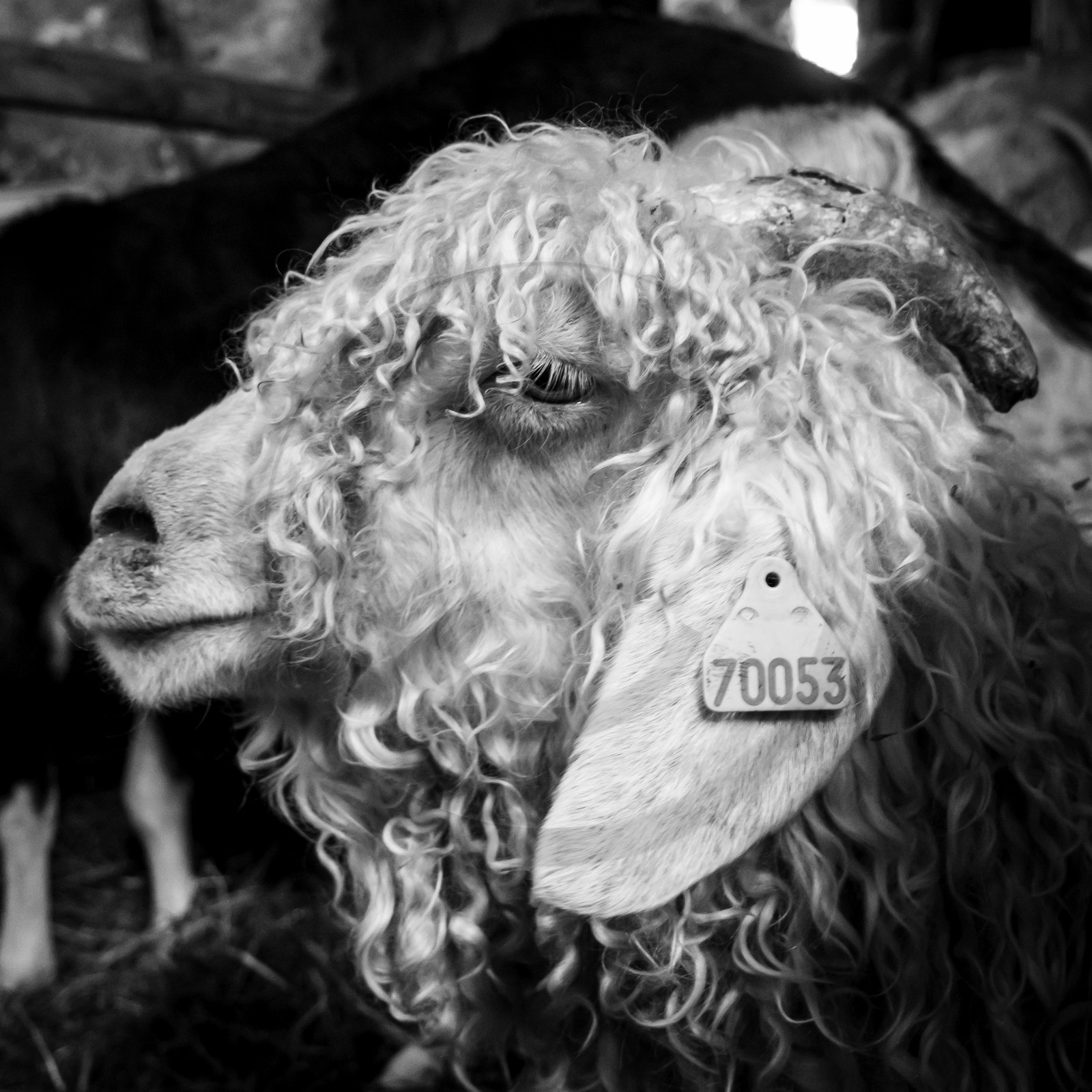 Le mohair arc en ciel