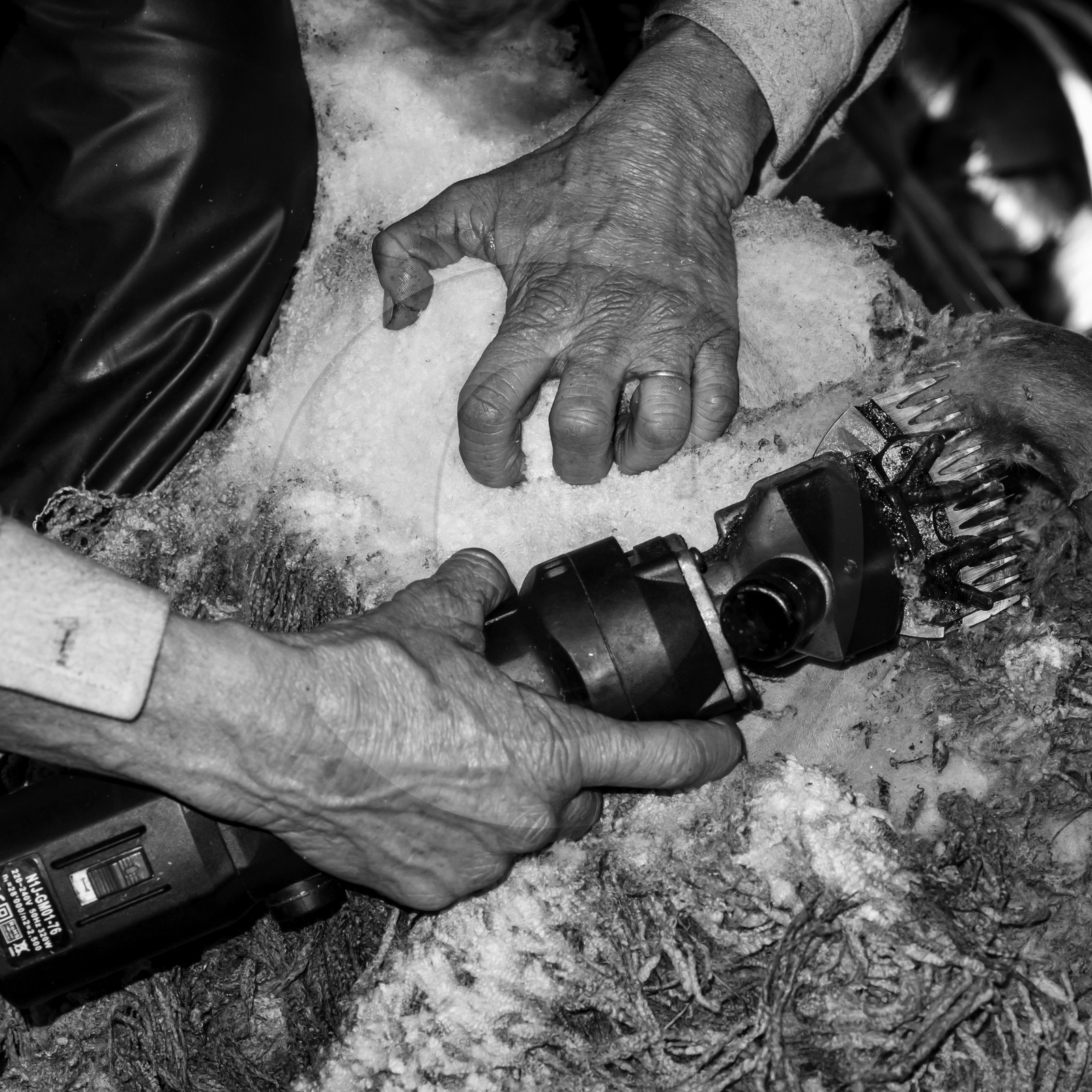 La tonte des moutons