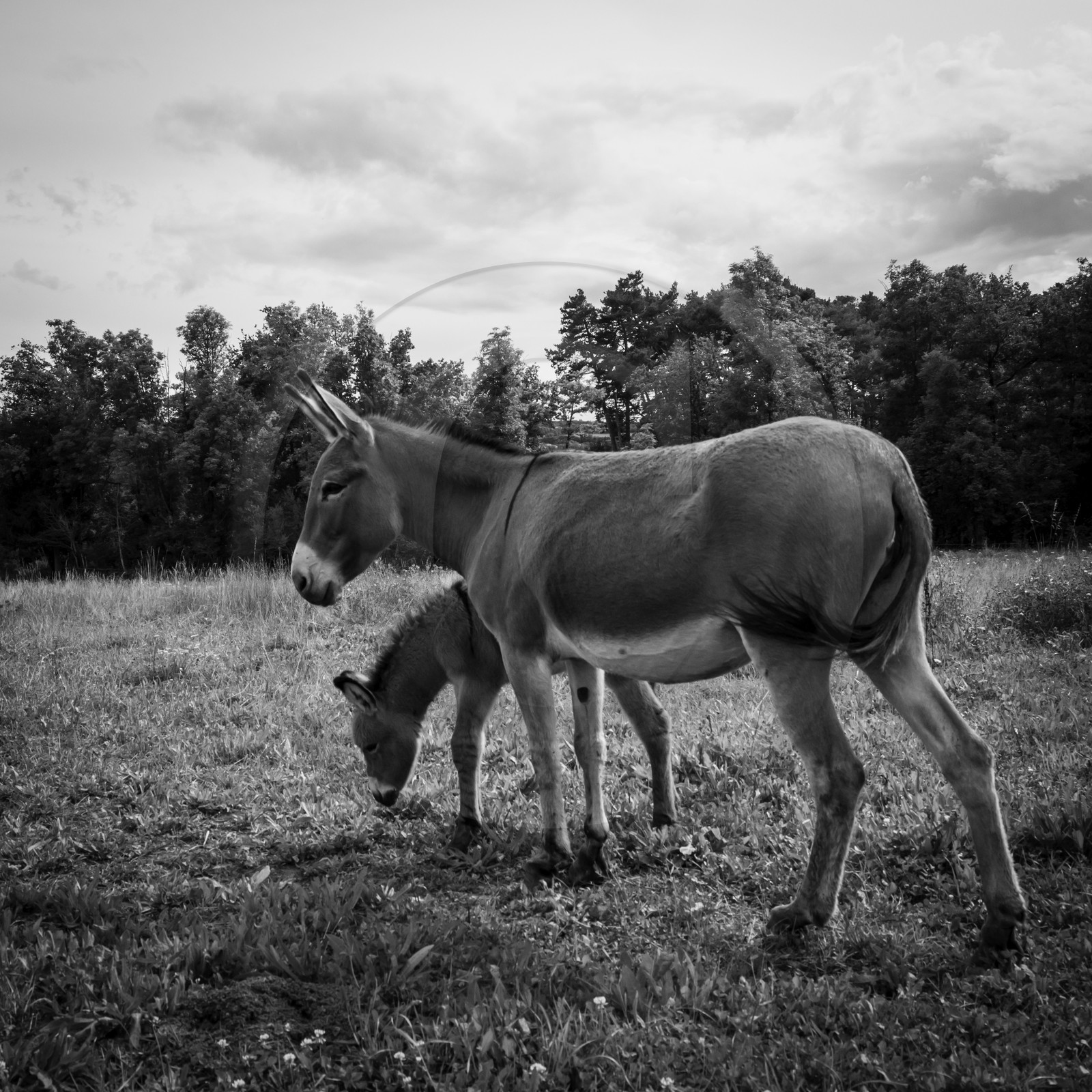 L'asinerie Le sentier des ânes
