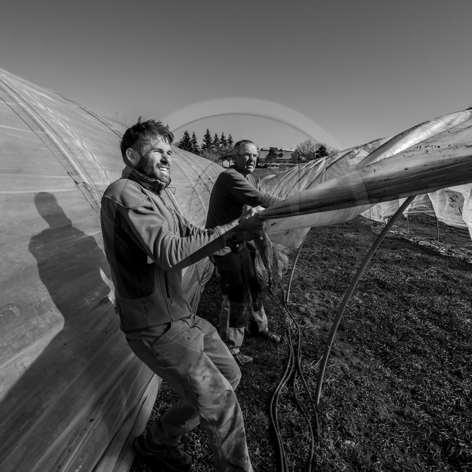 Montage de serres tunnel