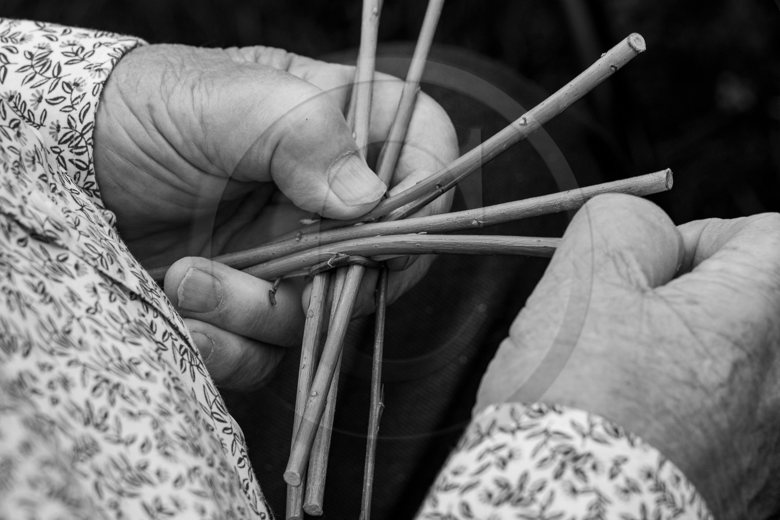 13 septembre 2023 : Osier et HydrOlique