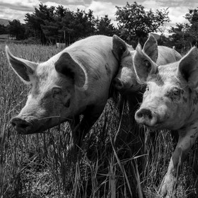 Elevage biologique de cochons en plein air