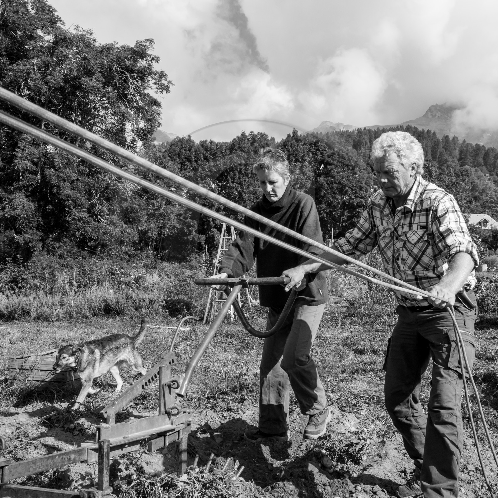 La récolte des pommes de terre avec un cheval