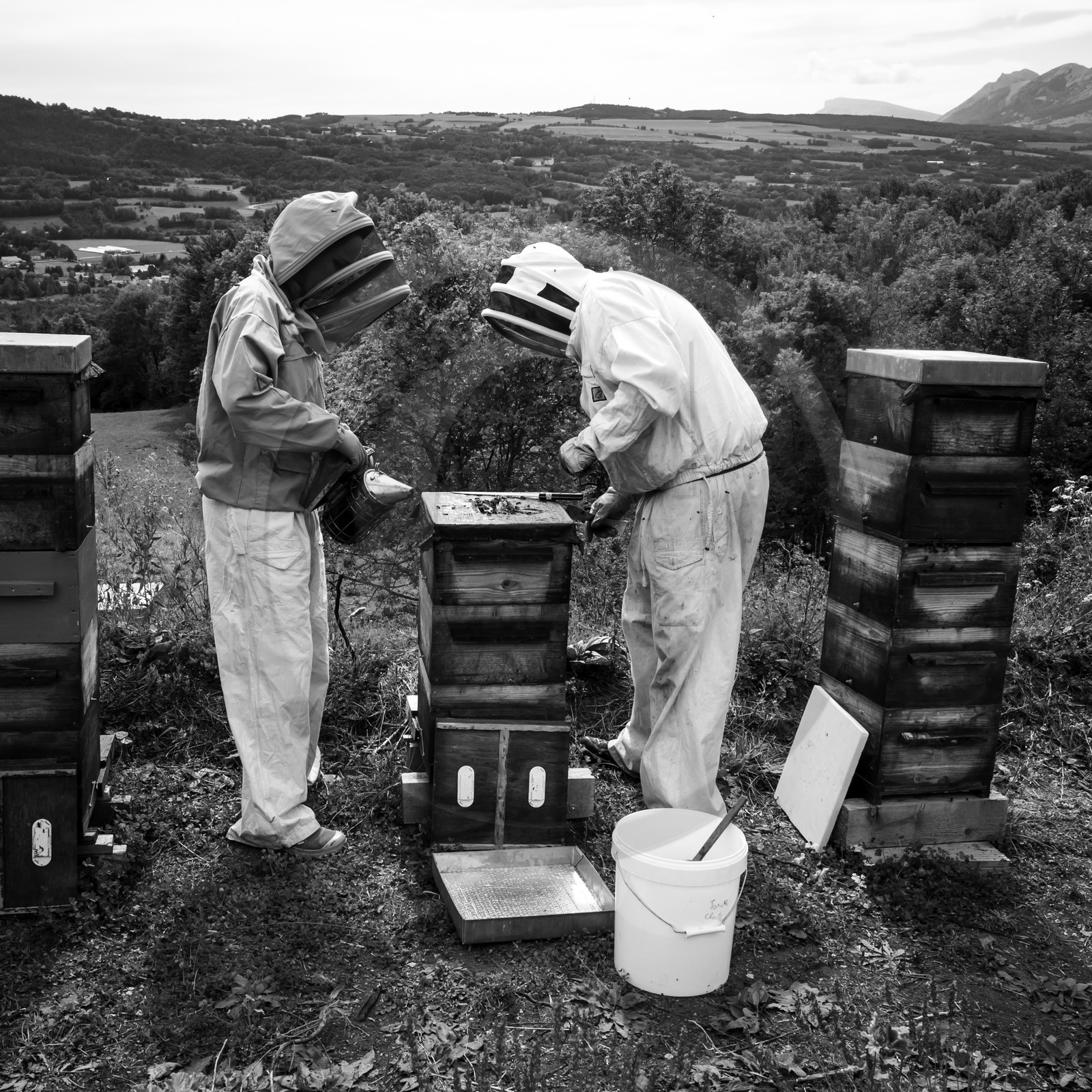 La récolte du miel