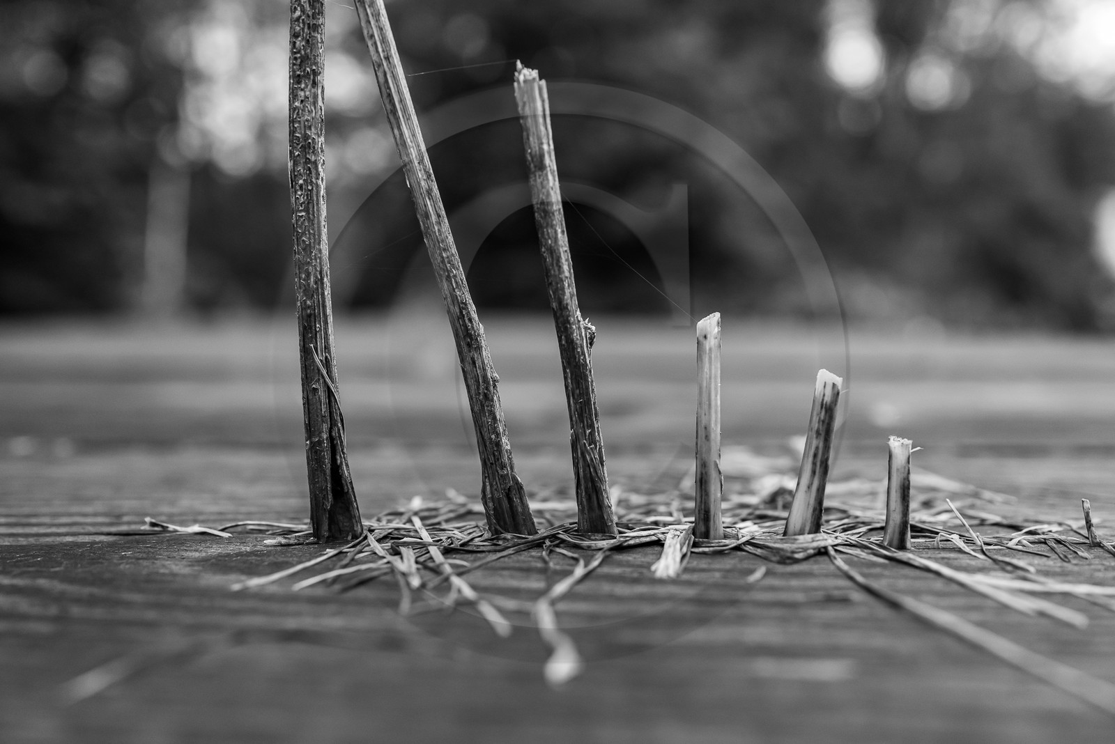 25 octobre 2023 : Unis-Cité et le voyage de Marina