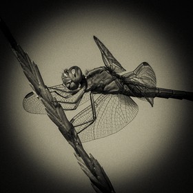 Portrait de libellule