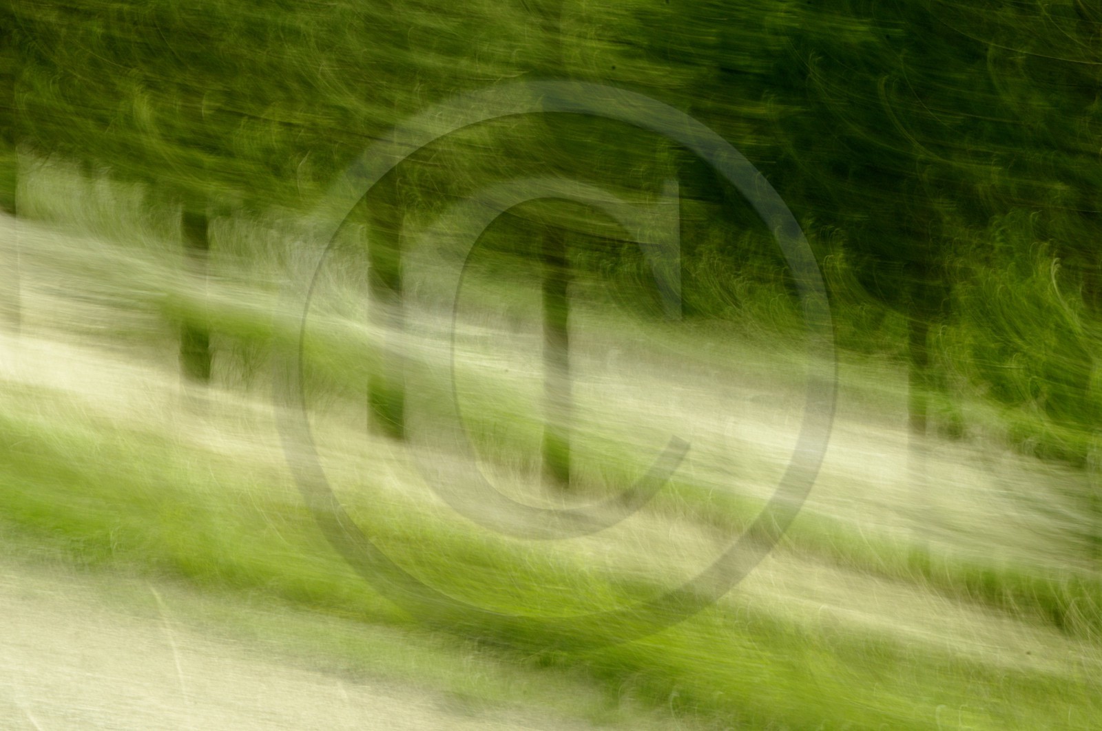 Le Pays des Arbres Flous