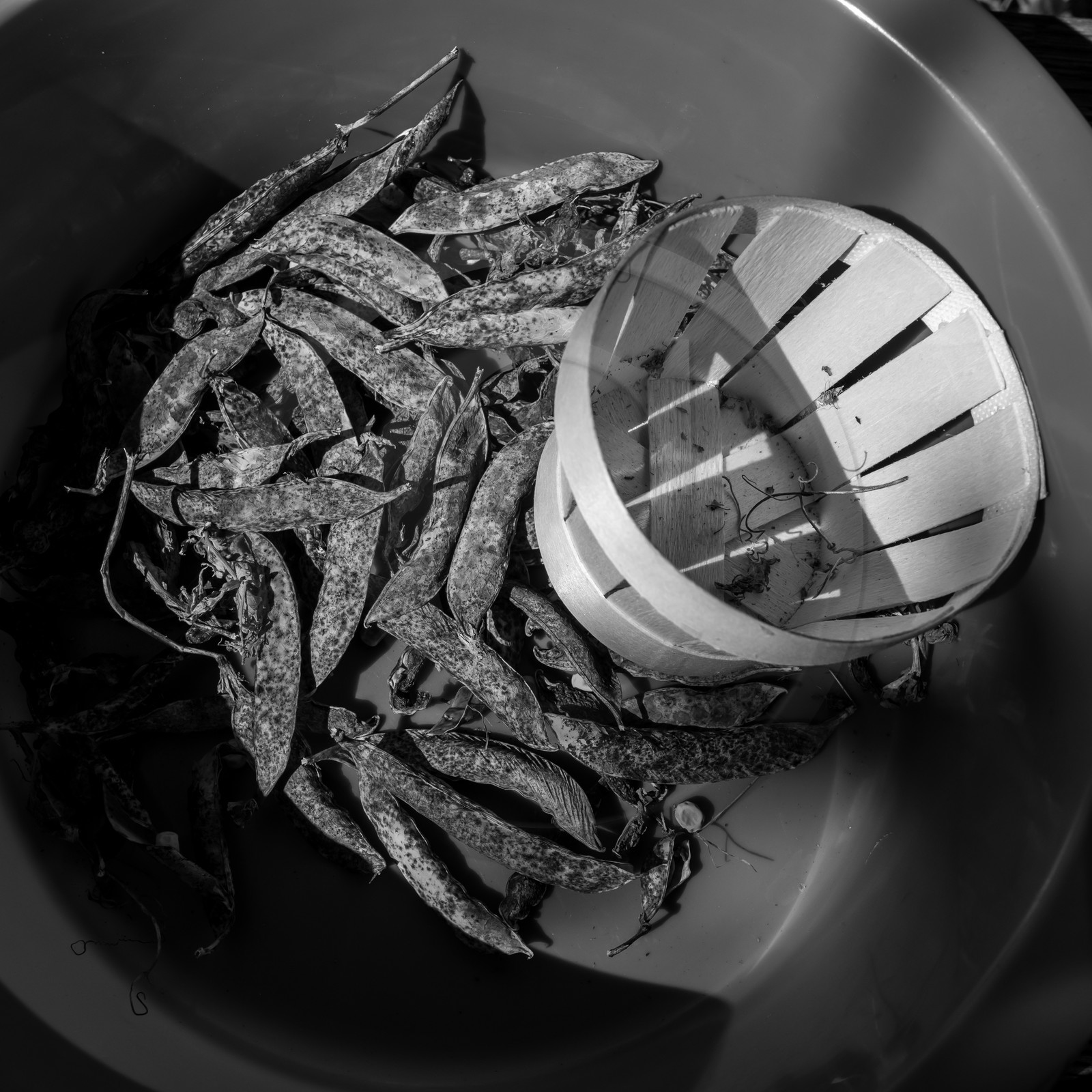 Activités au jardin