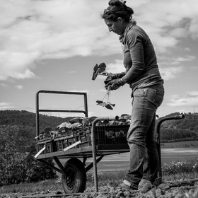 La plantation des courges