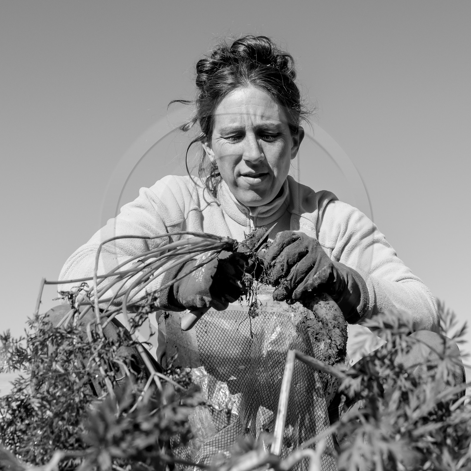 La récolte des carottes