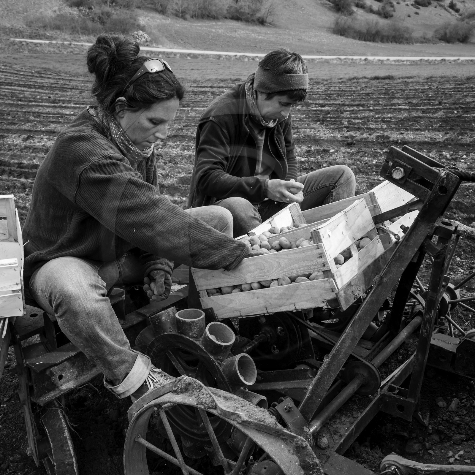La plantation des pommes de terre