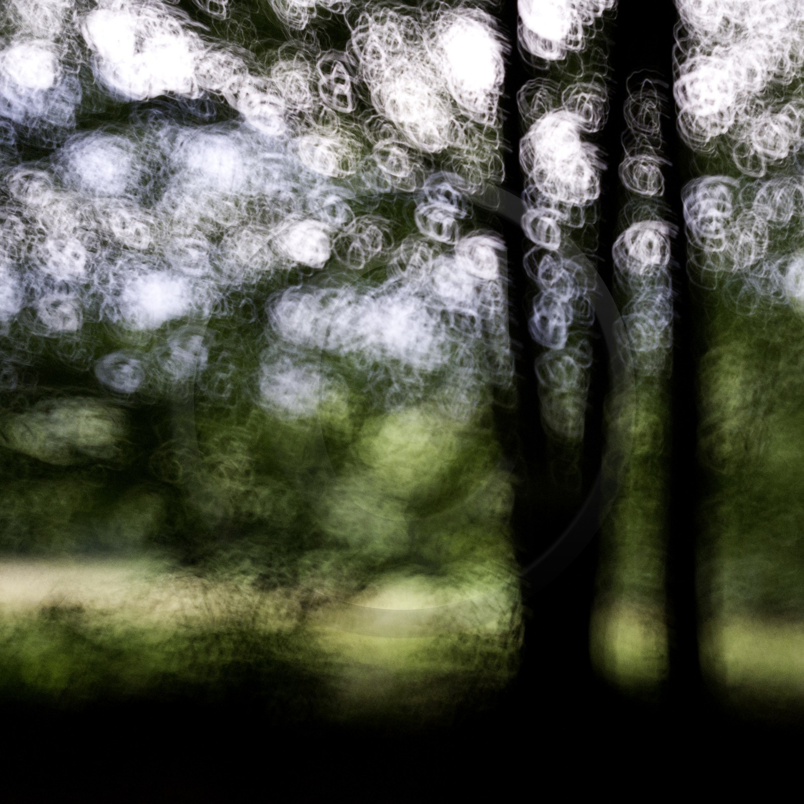 Le Pays des Arbres Flous