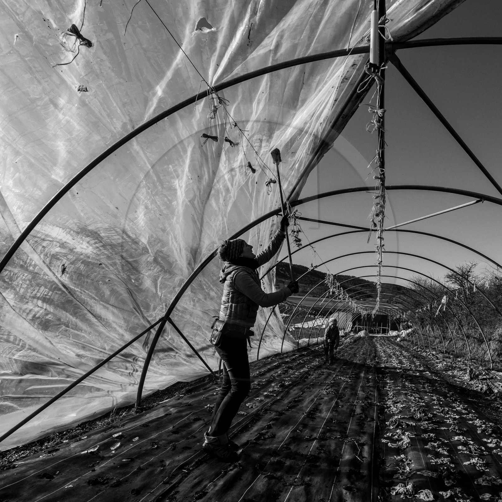 Montage de serres tunnel