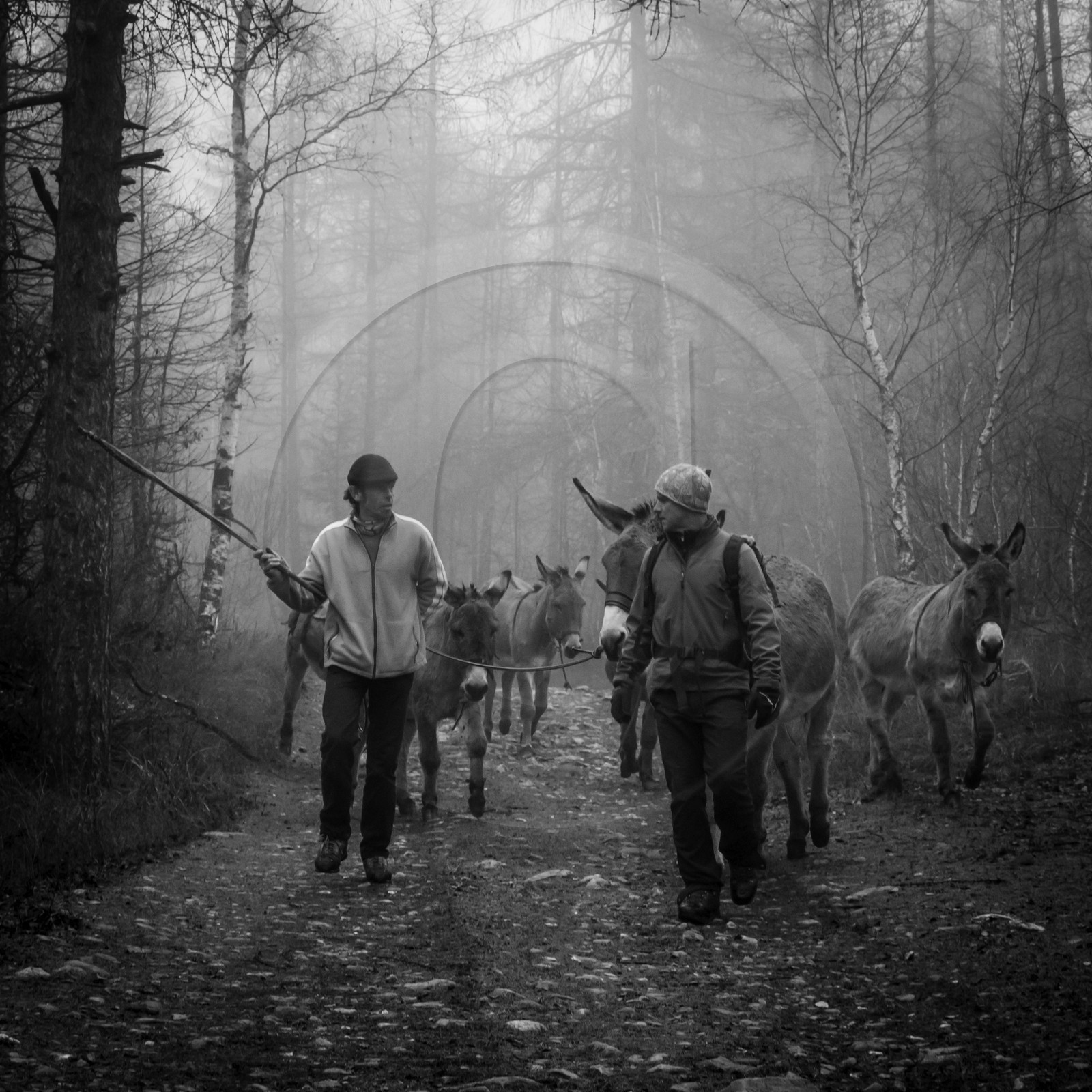 La transhumance des ânes