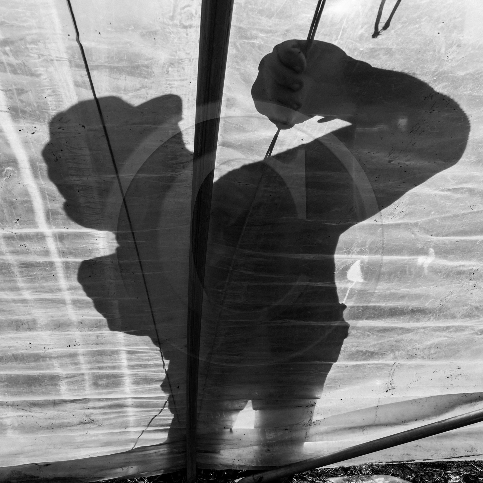 Montage de serres tunnel