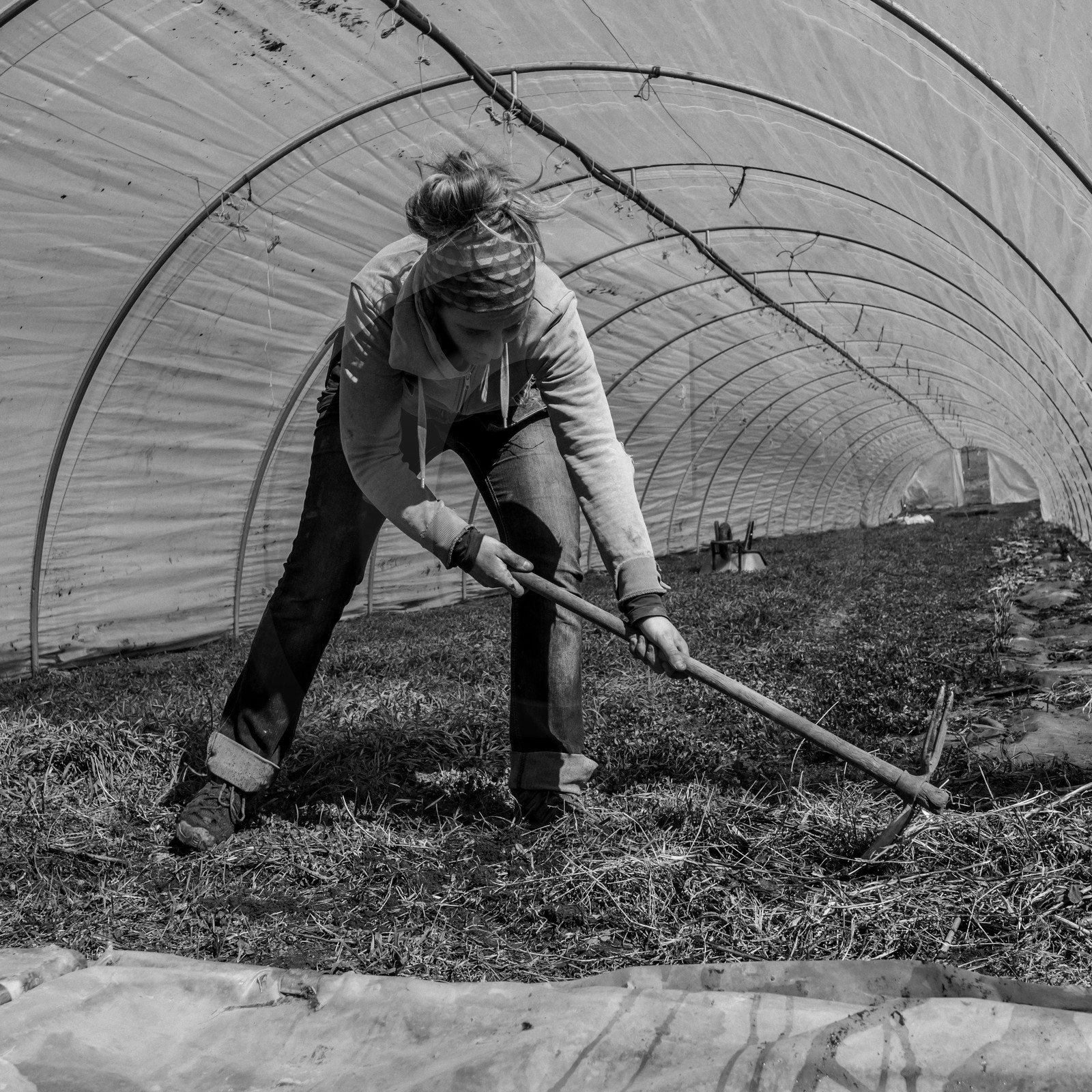 Montage de serres tunnel