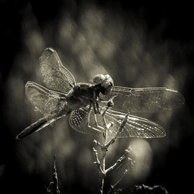 Portrait de libellule