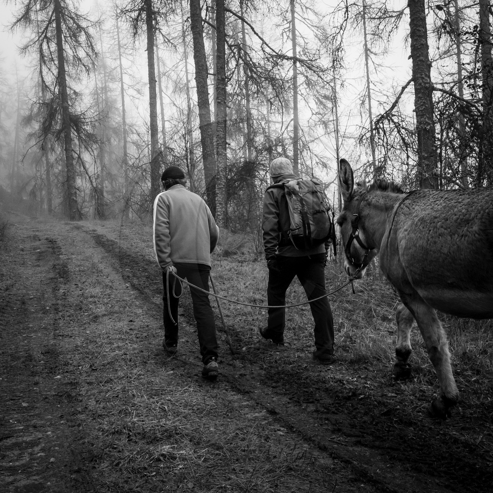 La transhumance des ânes