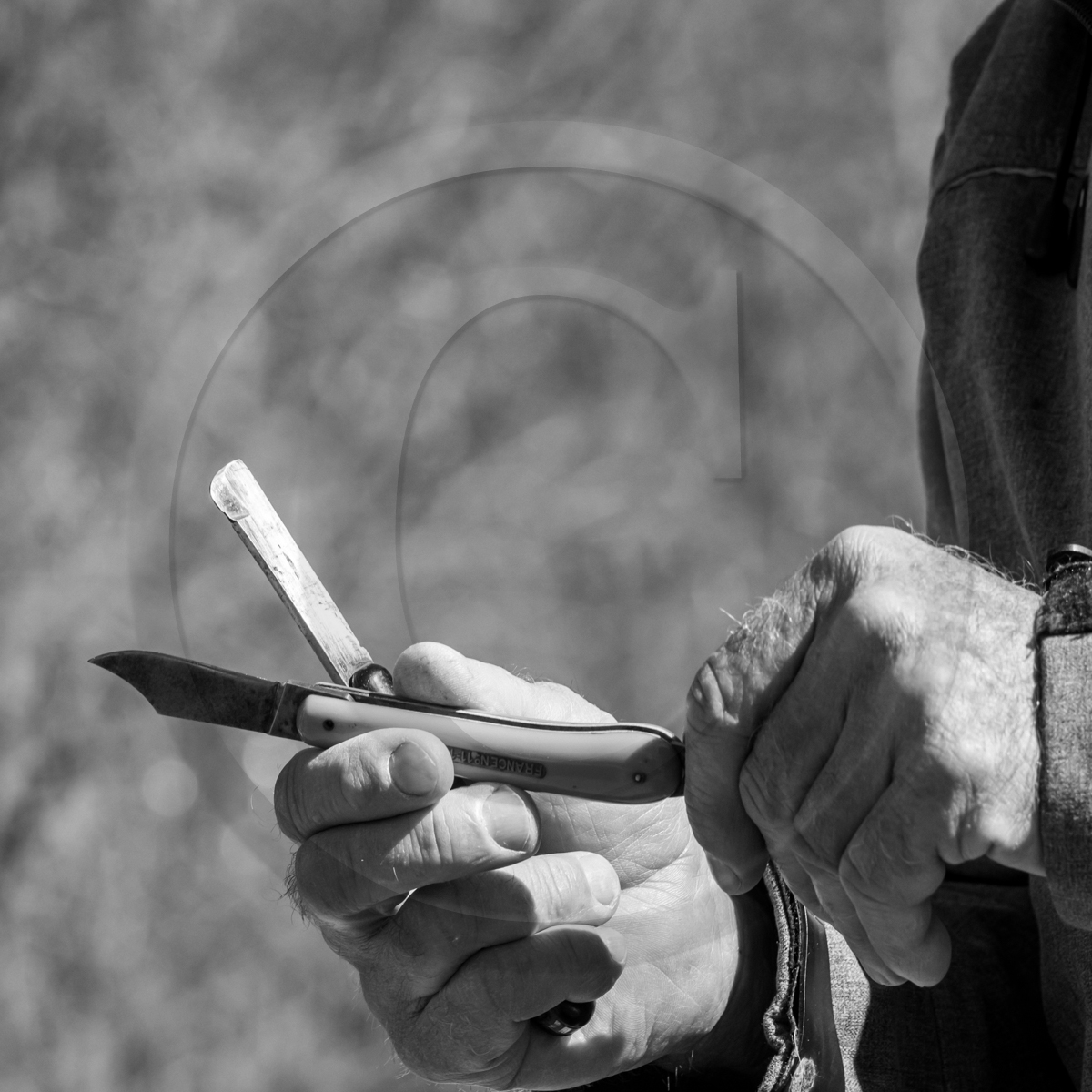 10 avril 2022 : Initiation à la greffe d'arbres fruitiers