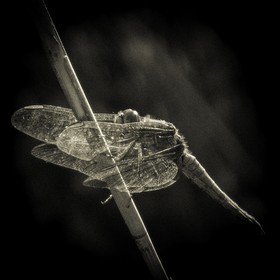 Portrait de libellule