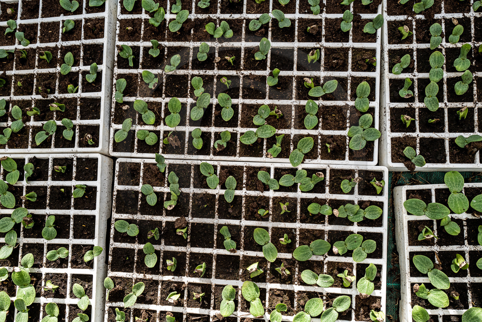 Légumontagne : maraichage biologique à Ancelle