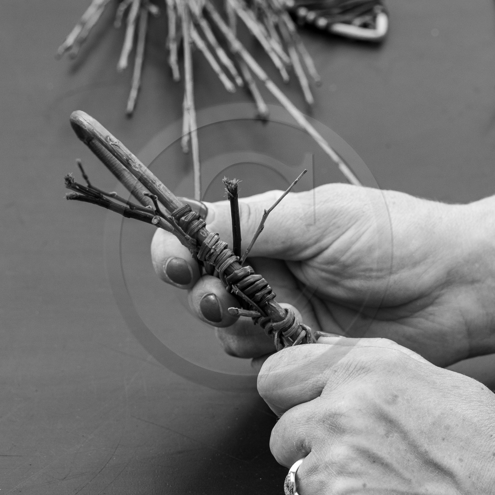 13 septembre 2023 : Osier et HydrOlique