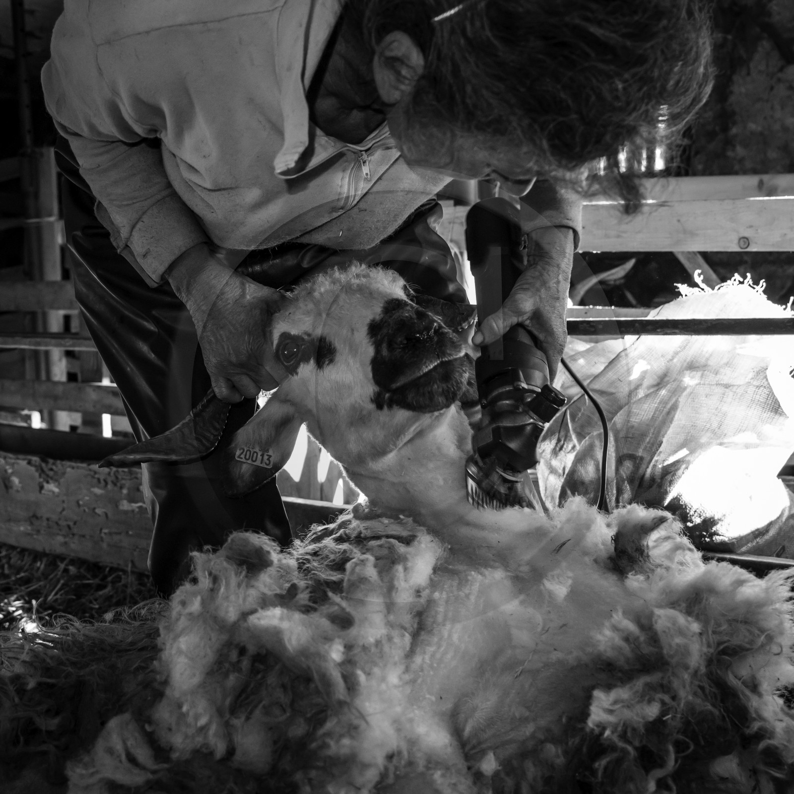 La tonte des moutons