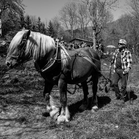 Débardage avec un cheval - 17 04 17