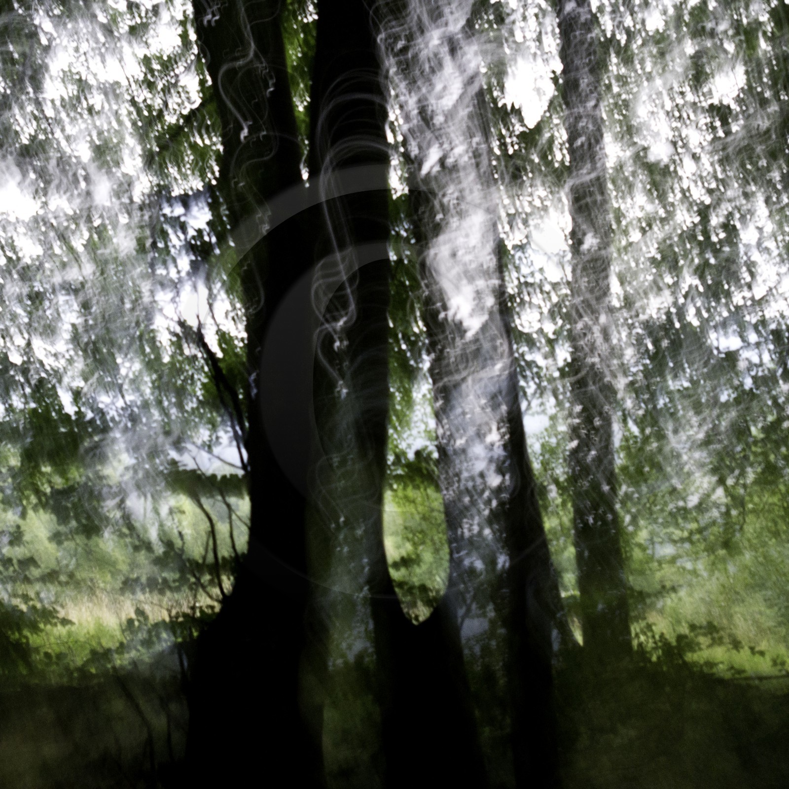 Le Pays des Arbres Flous