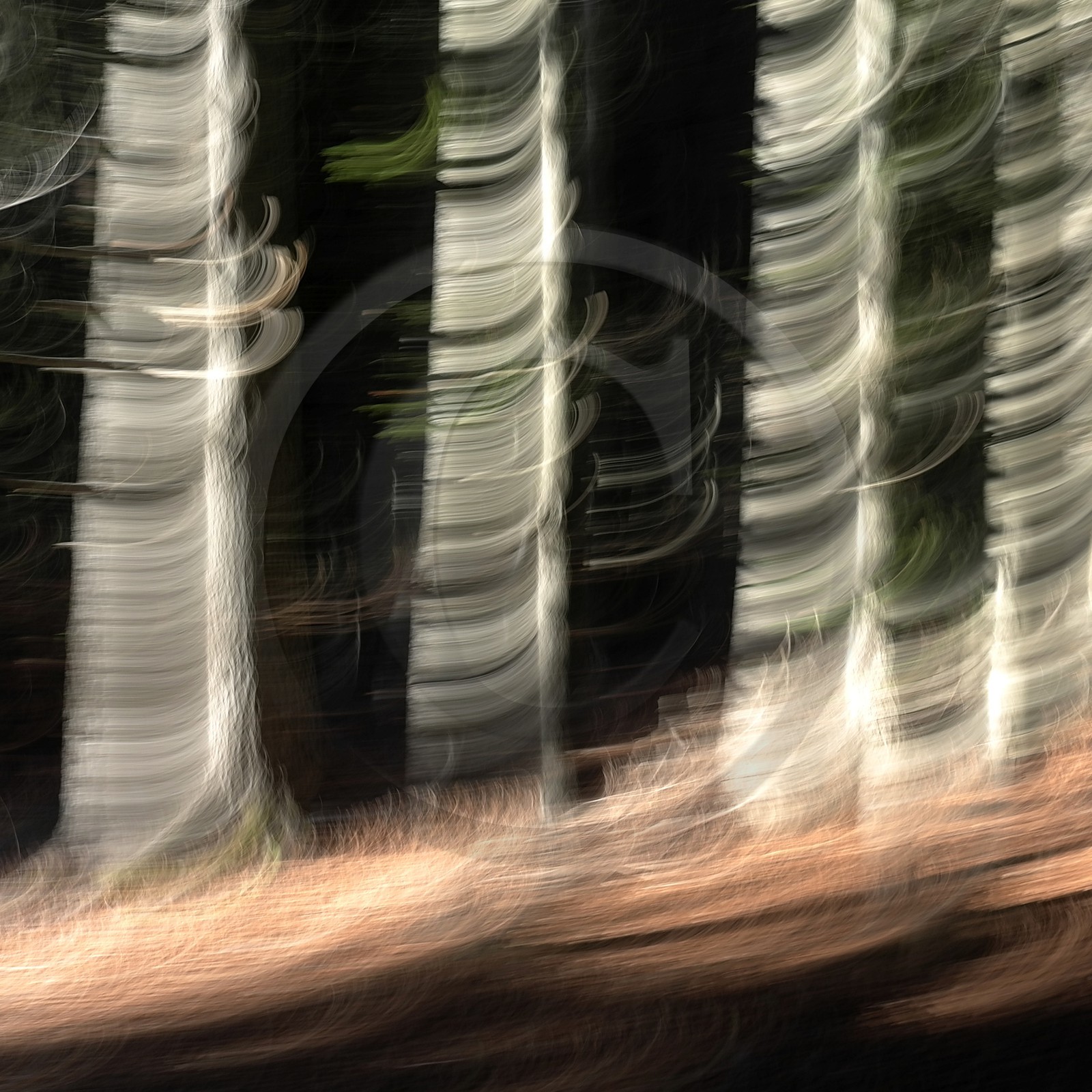 Le Pays des Arbres Flous