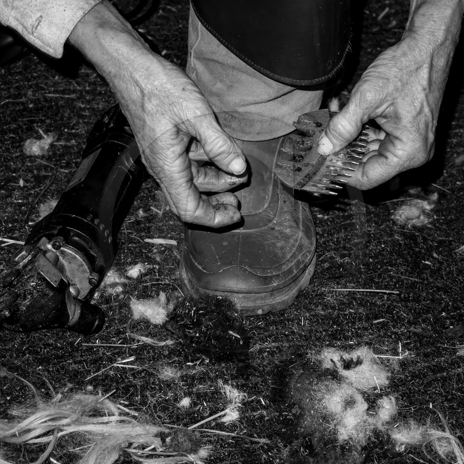 La tonte des moutons