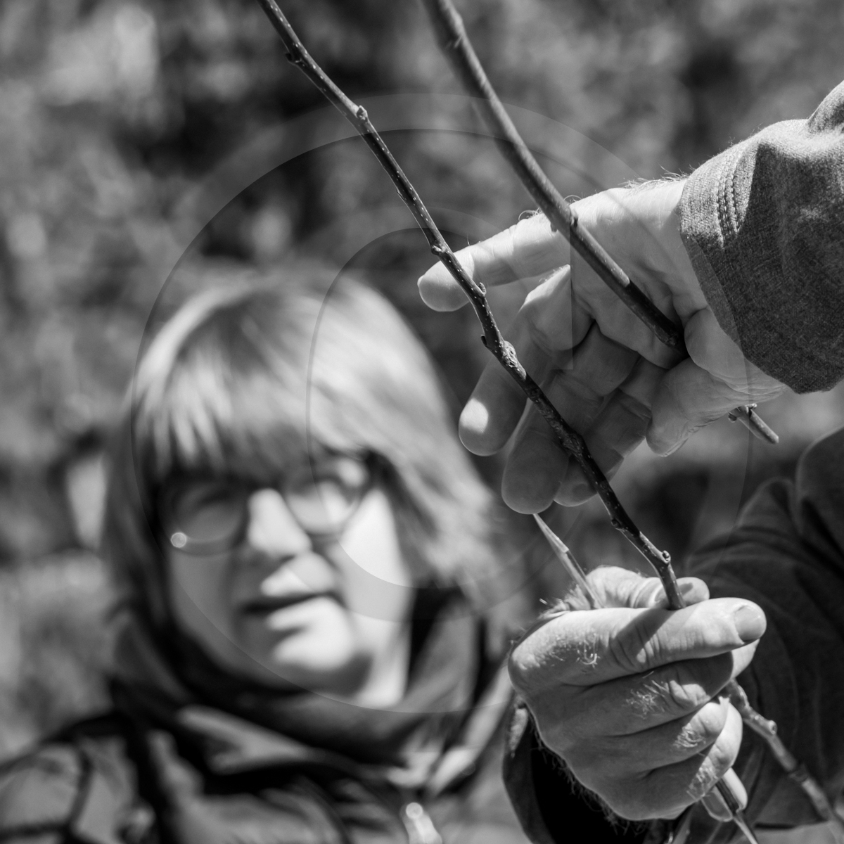 10 avril 2022 : Initiation à la greffe d'arbres fruitiers