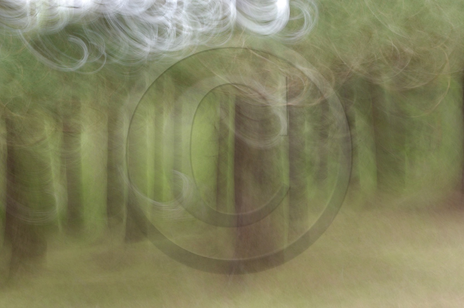 Le Pays des Arbres Flous