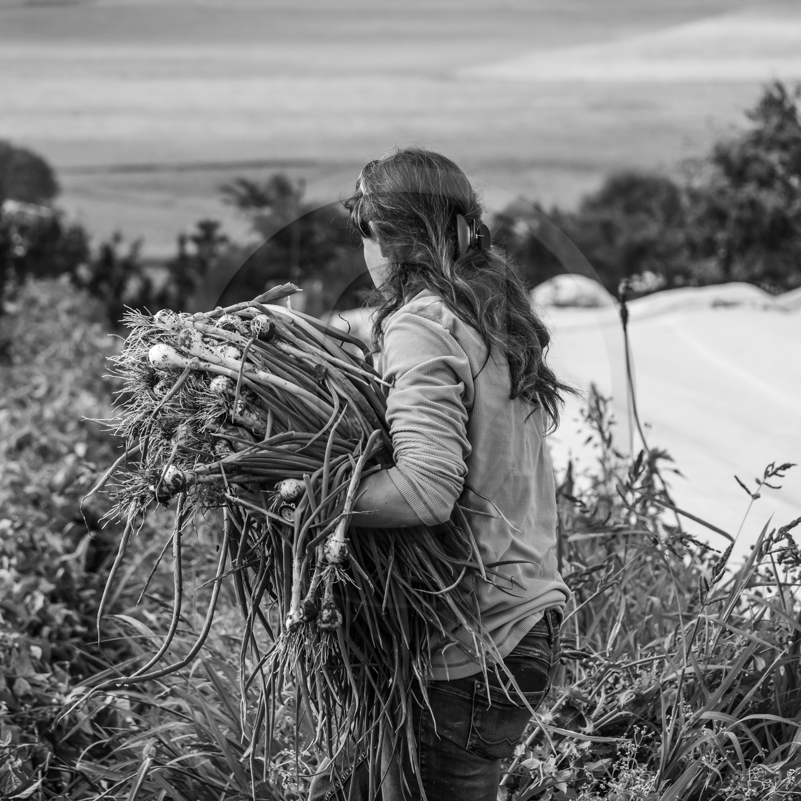 Maraichage biologique dans le Champsaur