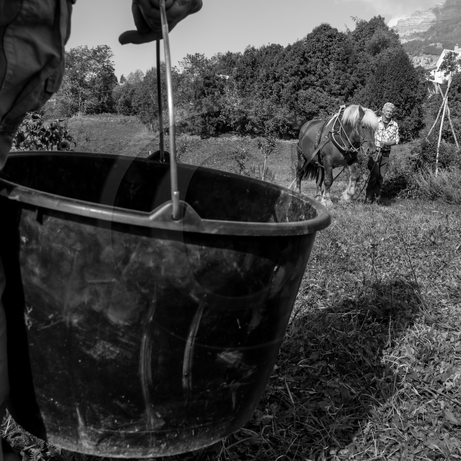 La récolte des pommes de terre avec un cheval