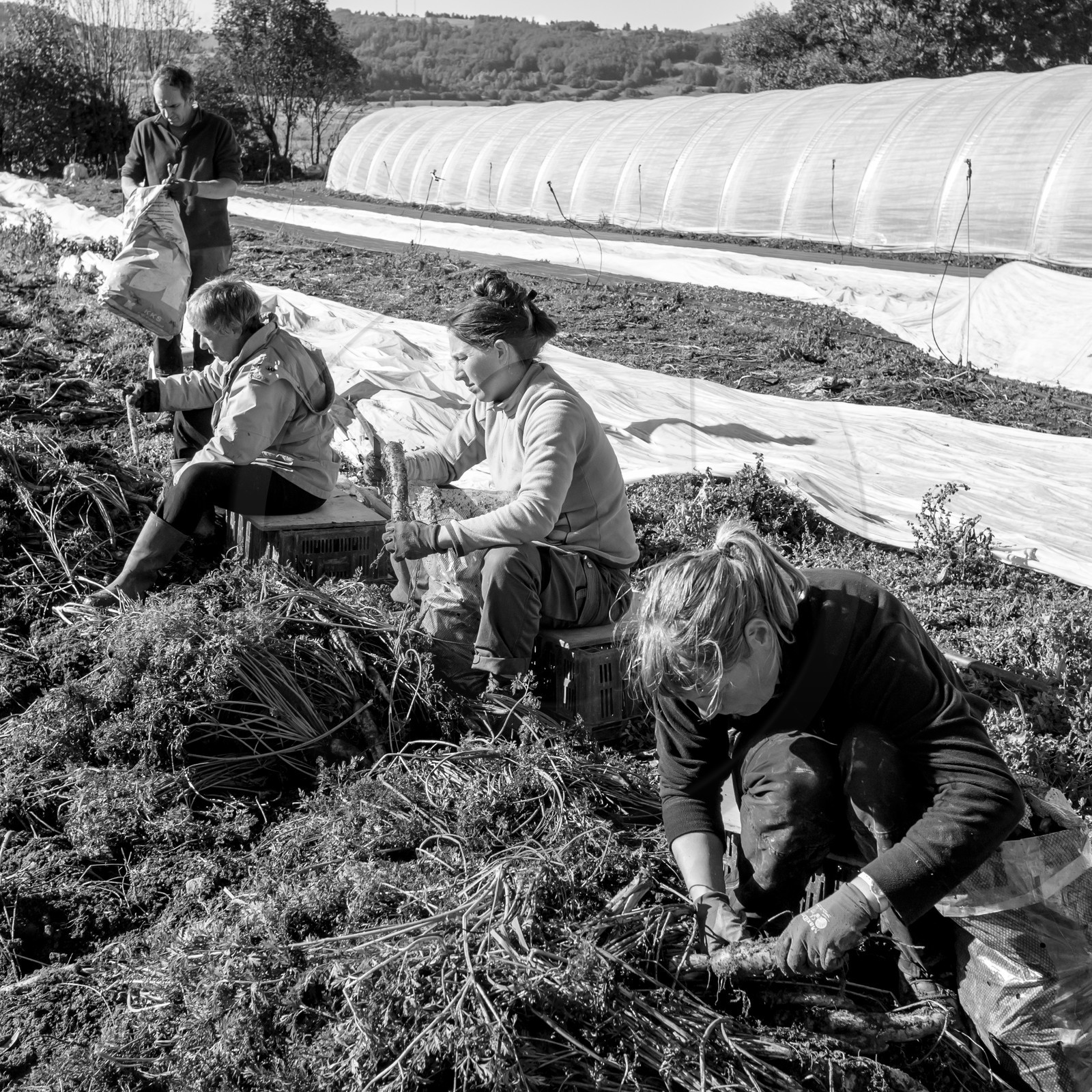 La récolte des carottes