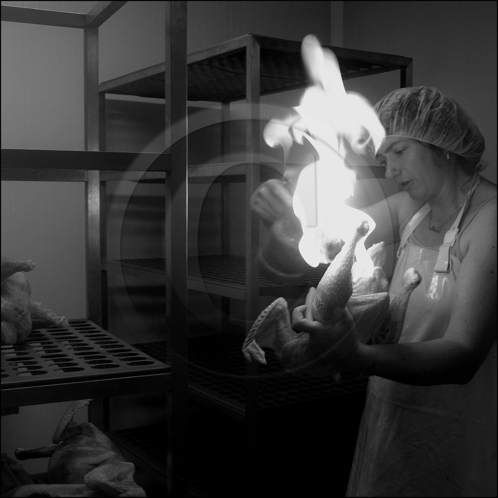 L'abattage des poulets