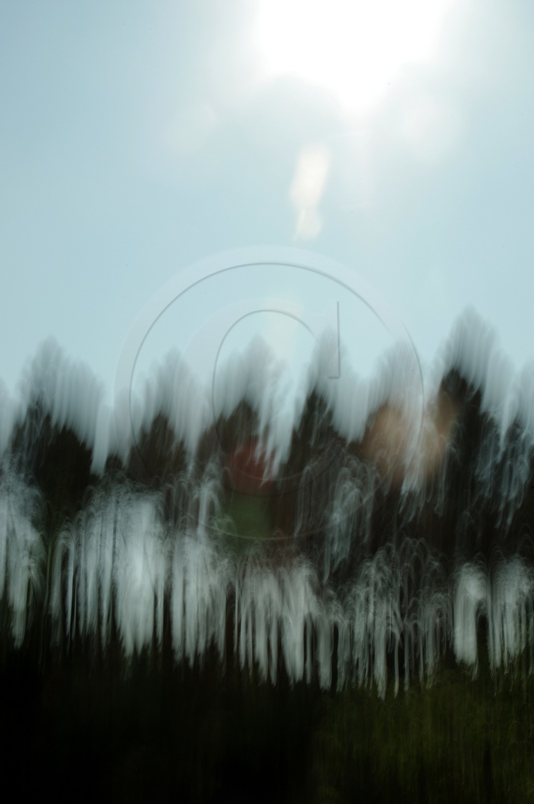 Le Pays des Arbres Flous