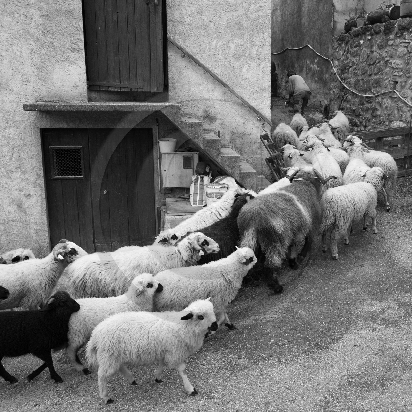 La transhumance des brebis