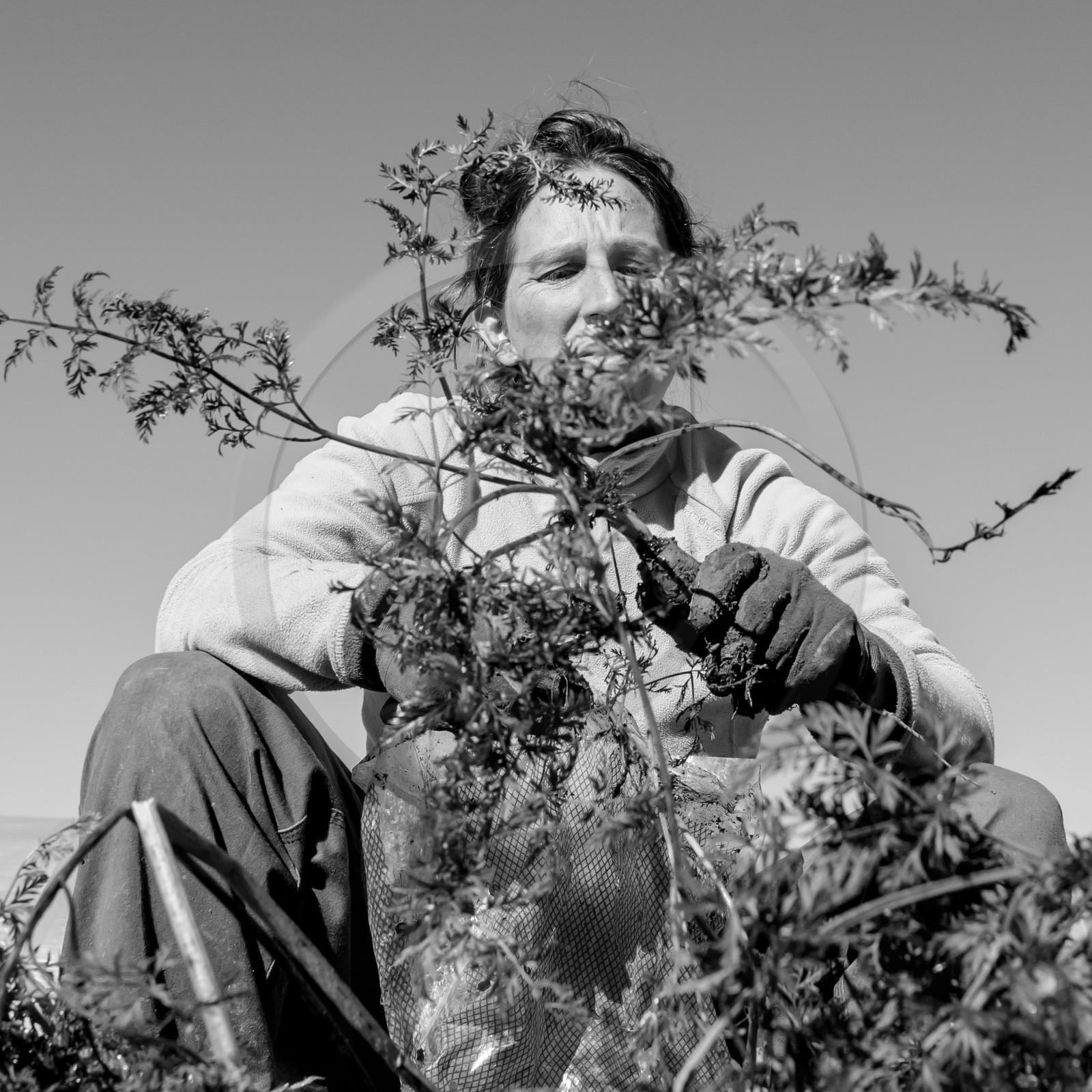 La récolte des carottes