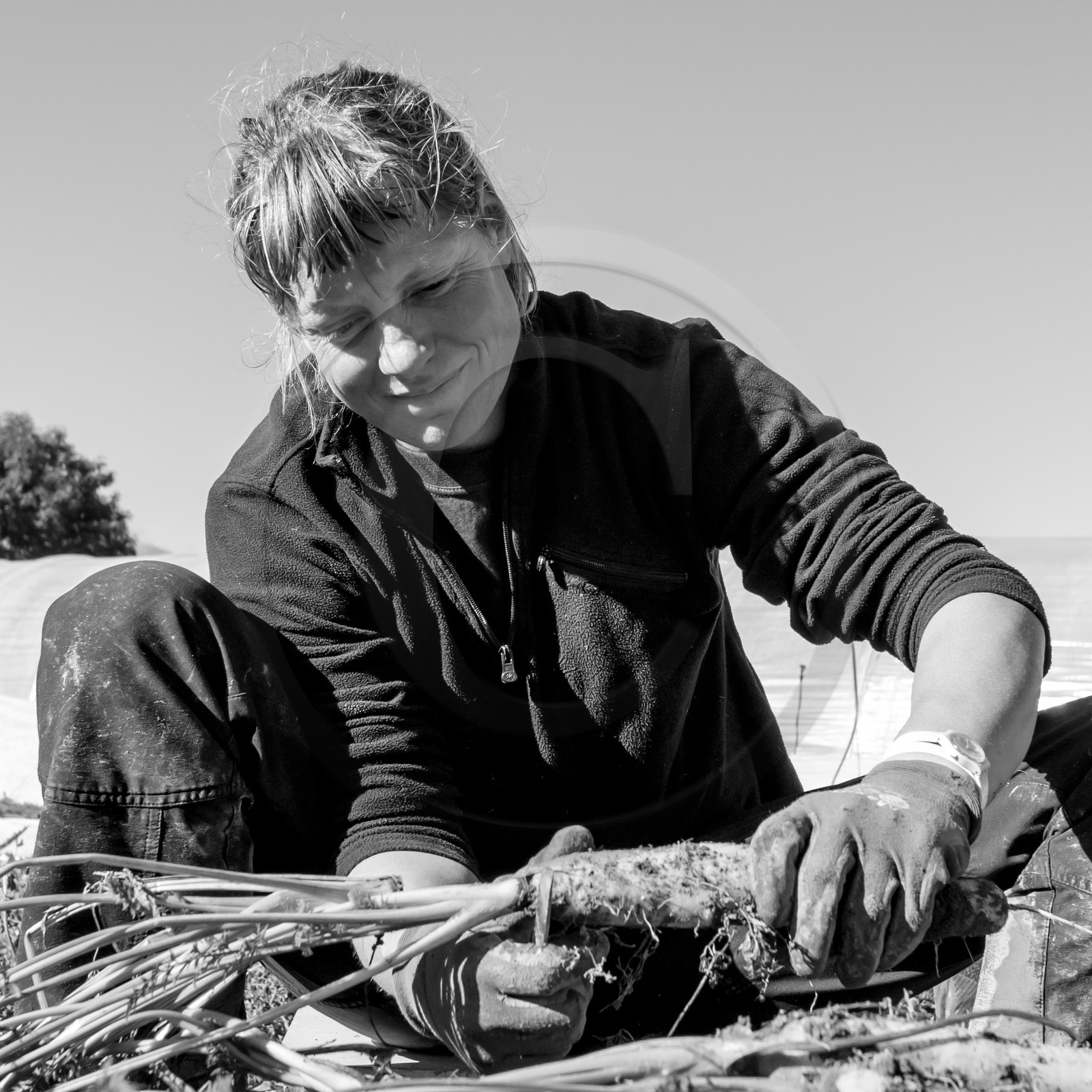 La récolte des carottes