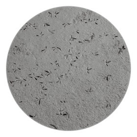 Les instants Camargue