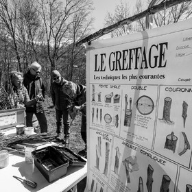 10 avril 2022 : Initiation à la greffe d'arbres fruitiers