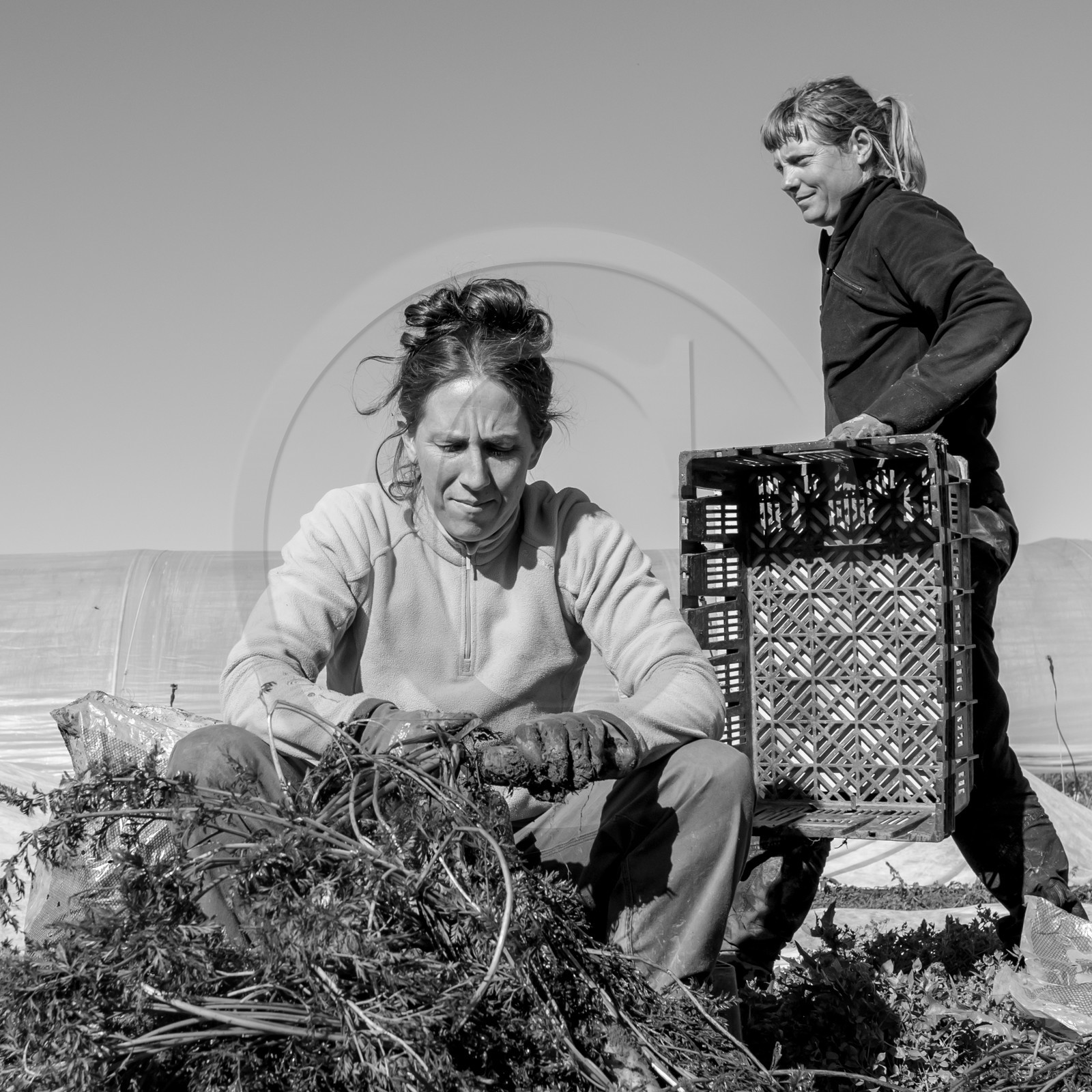 La récolte des carottes